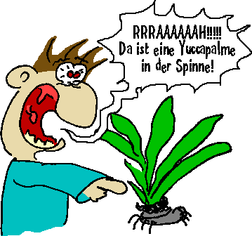 Yuccapalme in der Spinne